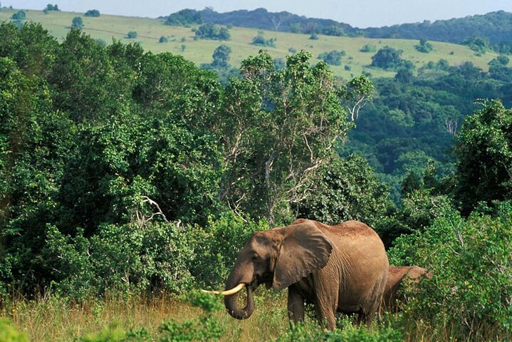 Full Day Isimangaliso Wetlands Park -Croc & Hippo &Game Fr Durban - Photo 1 of 10